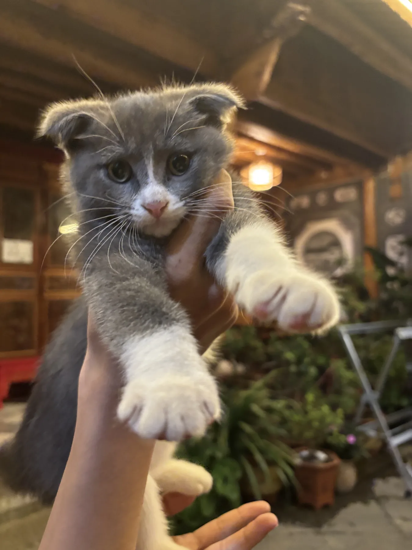 一只小猫被轻轻托起