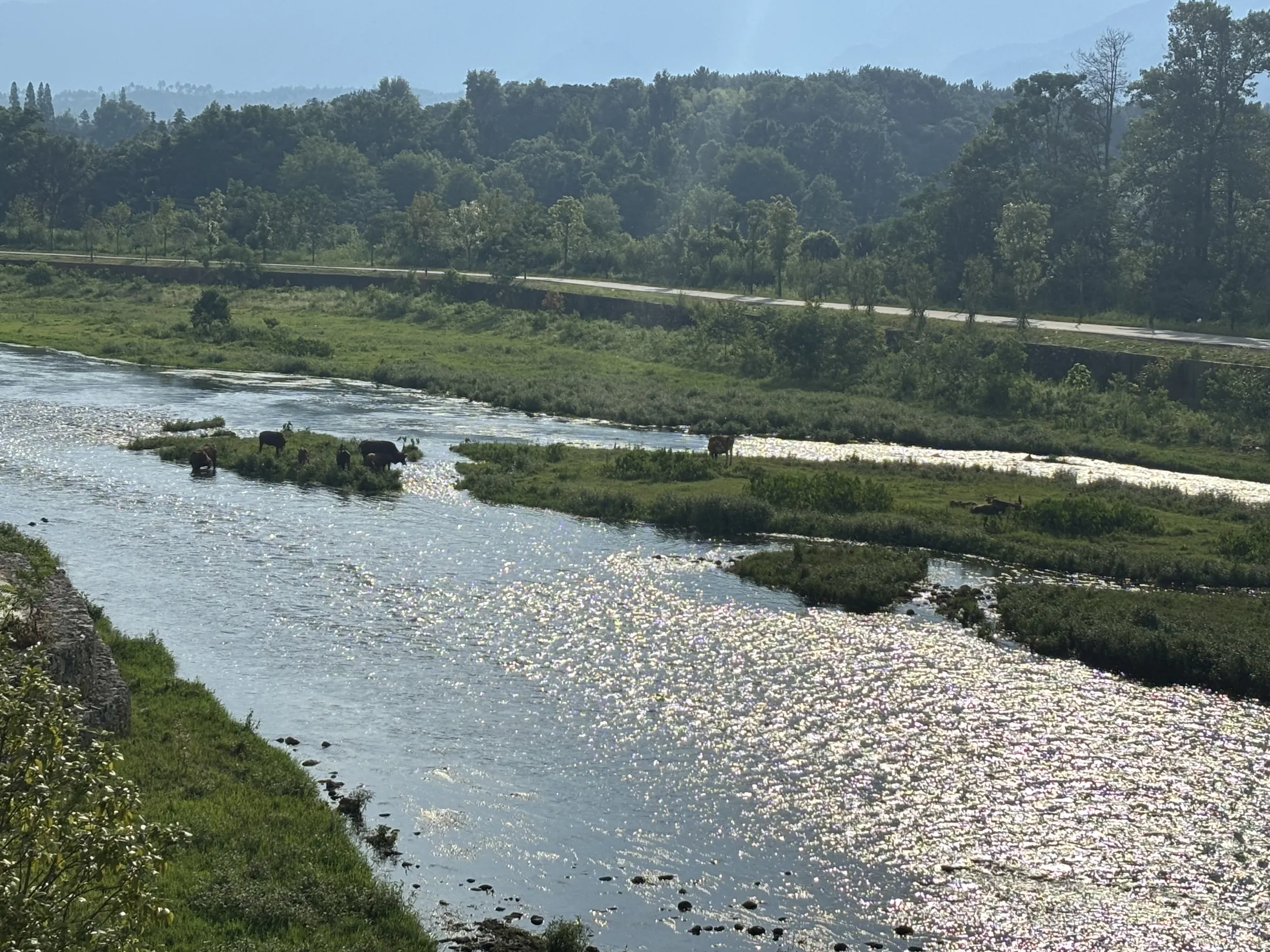阳光落在河流和河岸植被上